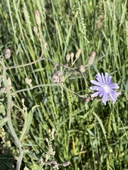 Lactuca pulchella
