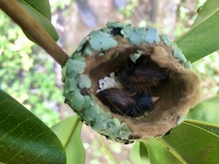 Chrysuronia versicolor