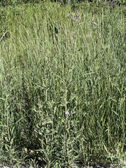 Lactuca pulchella