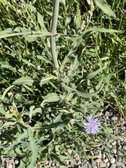 Lactuca pulchella