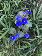 Phacelia nashiana