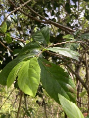 Casearia guianensis
