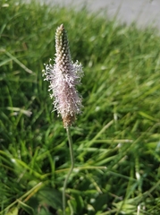 Plantago media
