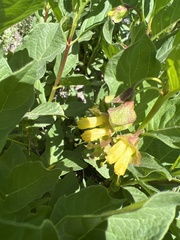 Lonicera involucrata involucrata