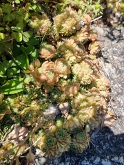 Sedum sedoides