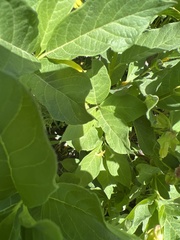 Lonicera involucrata involucrata