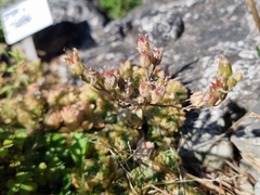 Sedum sedoides