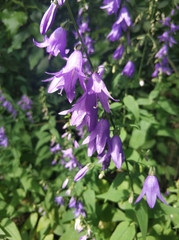 Campanula rapunculoides