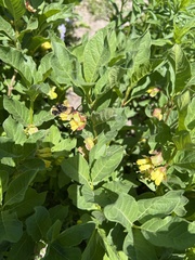 Lonicera involucrata involucrata