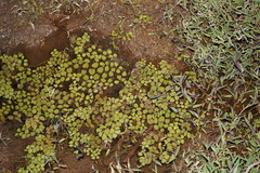 Salvinia molesta