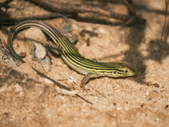 Aspidoscelis deppii