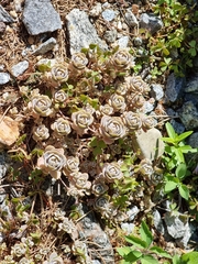 Orostachys malacophylla iwarenge