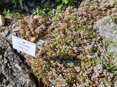 Orostachys malacophylla iwarenge