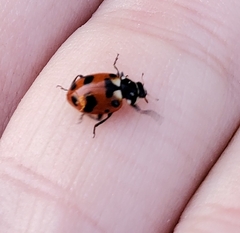 Hippodamia caseyi