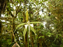 Epidendrum macroophorum