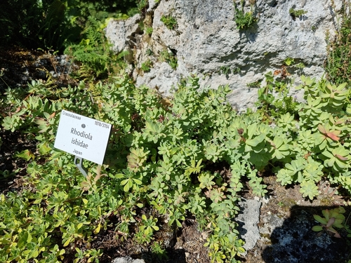 Rhodiola ishidae iNat (1)