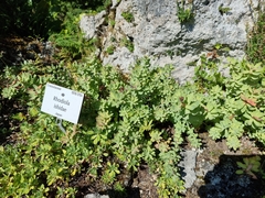 Rhodiola ishidae