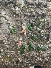 Orthasterias koehleri