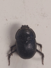Geotrupes balyi