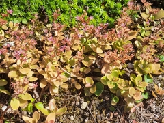 Phedimus obtusifolius