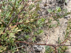 Phrynosoma blainvillii