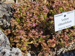 Phedimus obtusifolius