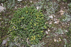 Sibbaldia parviflora