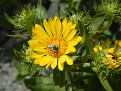 Melissodes microstictus