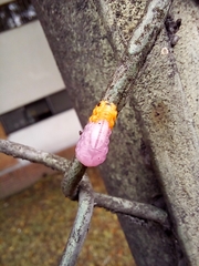 Mimocalla gigantea