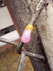 Mimocalla gigantea