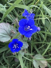 Phacelia nashiana