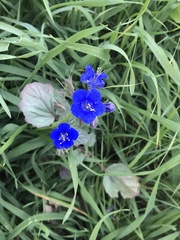 Phacelia nashiana