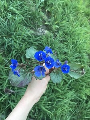 Phacelia nashiana