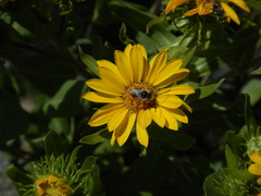 Melissodes microstictus