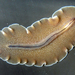 White Flatworm - Photo (c) Robin Gwen Agarwal, some rights reserved (CC BY-NC), uploaded by Robin Gwen Agarwal
