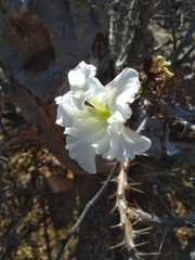 Pachypodium lealii image