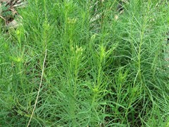 Vernonia lettermannii