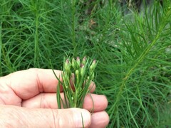 Vernonia lettermannii