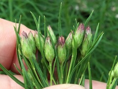 Vernonia lettermannii