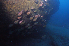 Pempheris multiradiata