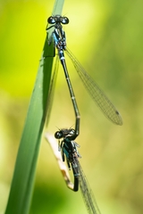 Cyanallagma interruptum