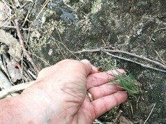 Phemeranthus calcaricus