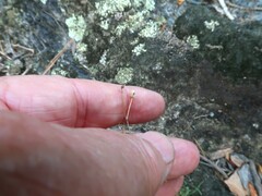 Phemeranthus calcaricus