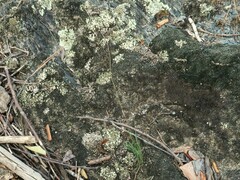 Phemeranthus calcaricus