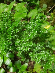 Buxus colchica