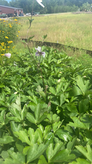 Anemonoides sylvestris