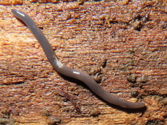 Microplana