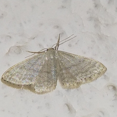 Idaea subsericeata