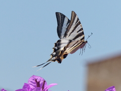 Iphiclides feisthamelii