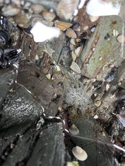 Anthopleura artemisia